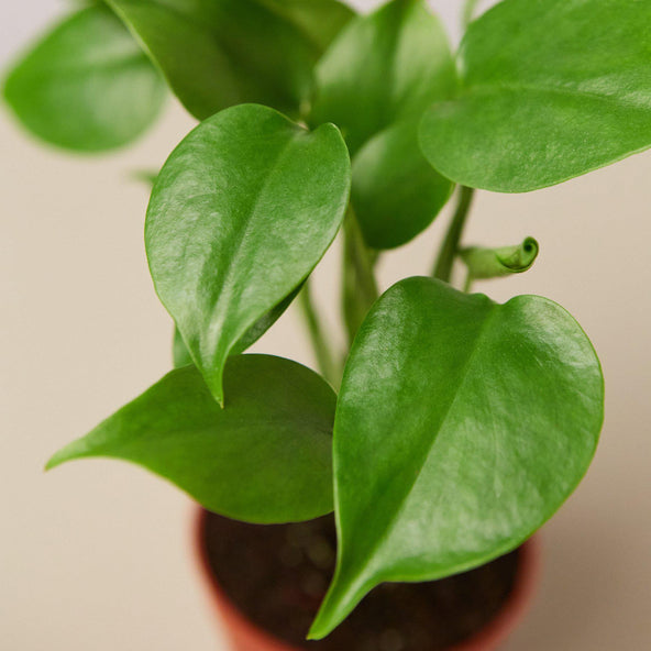 Seed Grown Monstera Deliciosa