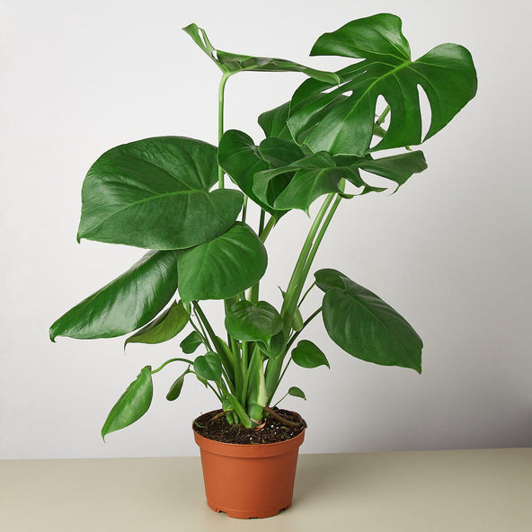 Seed Grown Monstera Deliciosa