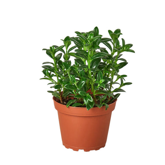 Nematanthus Candy Corn Plant