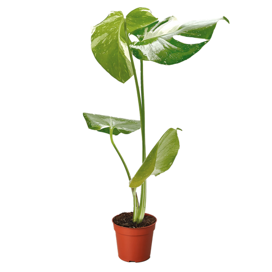 Monstera Thai Constellation