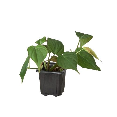 Philodendron Micans
