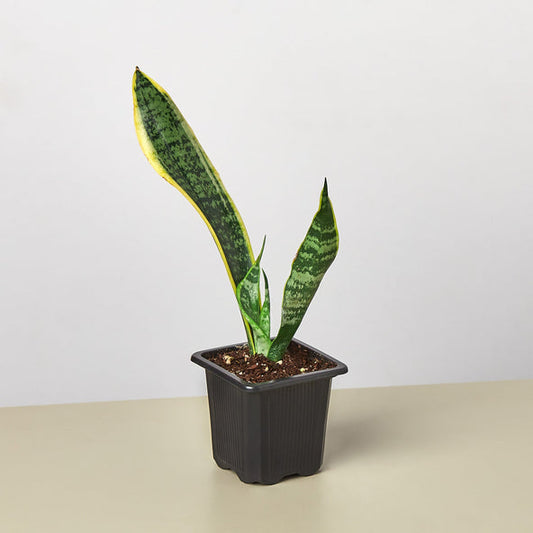 Laurentii Snake Plant