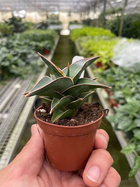 Lavranos Snake Plant