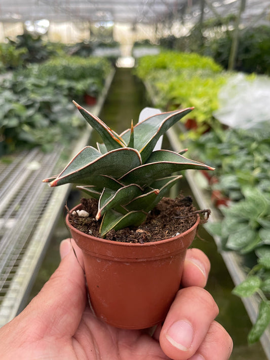 Lavranos Snake Plant
