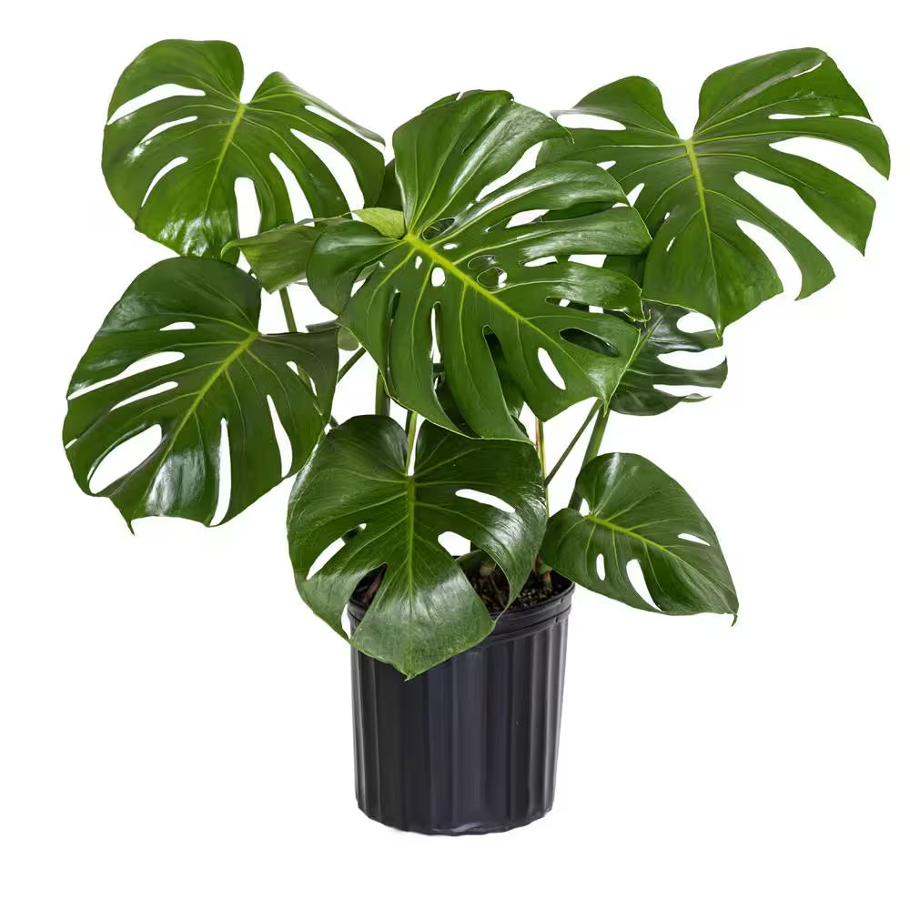 Monstera Deliciosa - 10 in