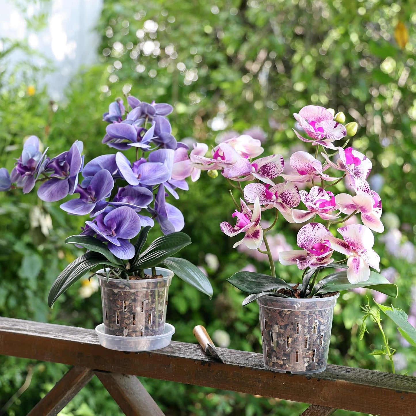 6 In Orchid Pot – 4 Pack
