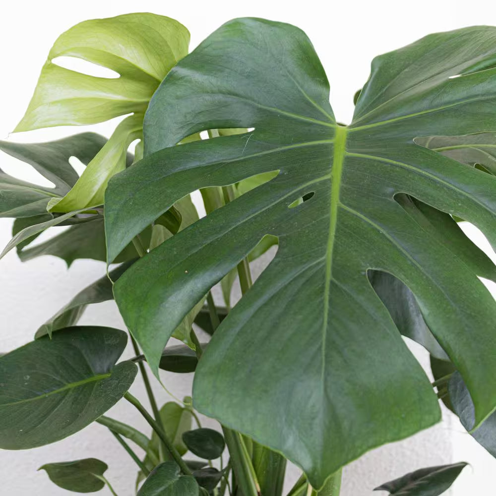 Monstera Deliciosa - 10 in