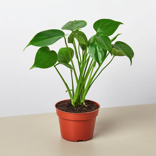 Seed Grown Monstera Deliciosa