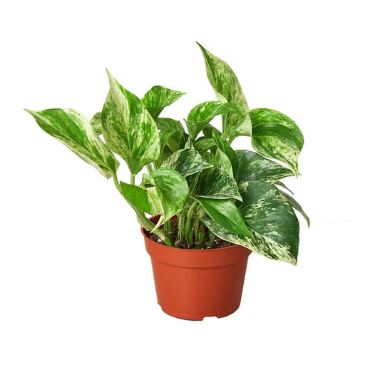 Marble Queen Pothos