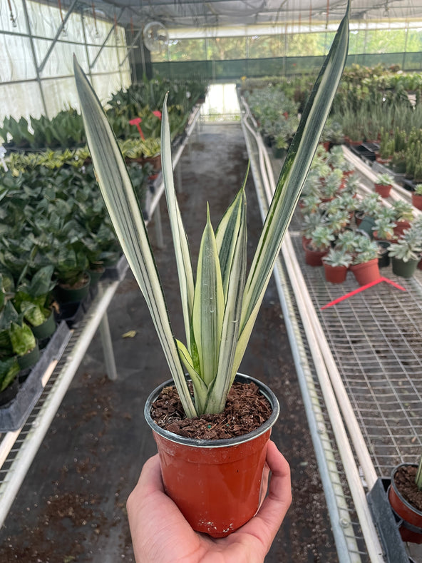 Bantel's Sensation Snake Plant