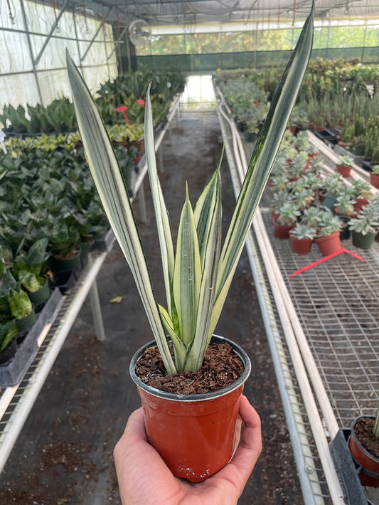 Bantel's Sensation Snake Plant