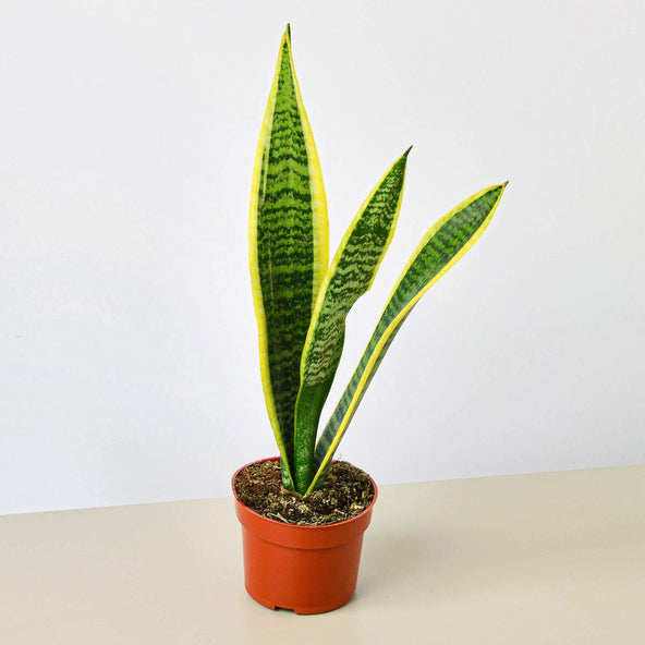 Laurentii Snake Plant