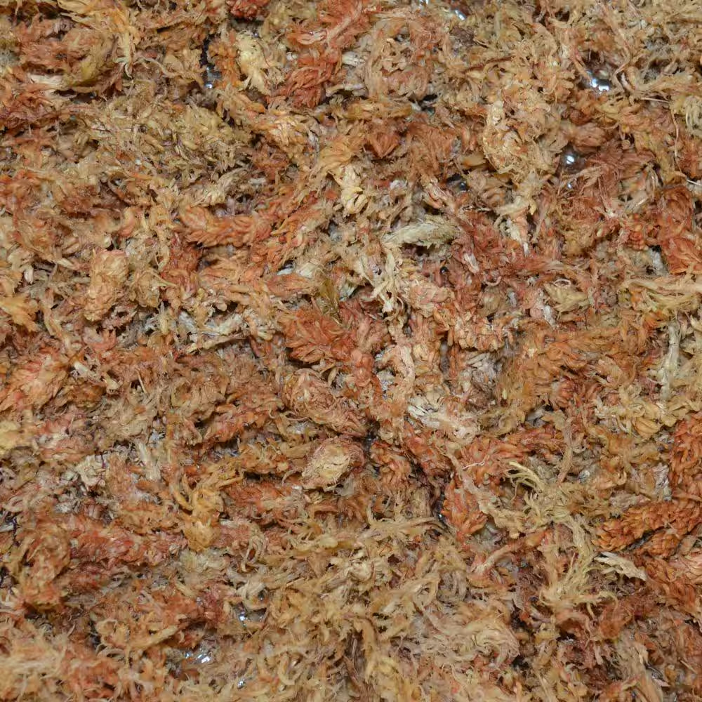 Premium Long-Fiber Sphagnum Moss (2-Pack)