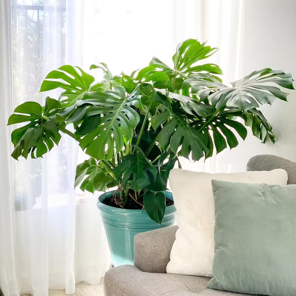 Monstera Deliciosa - 10 in