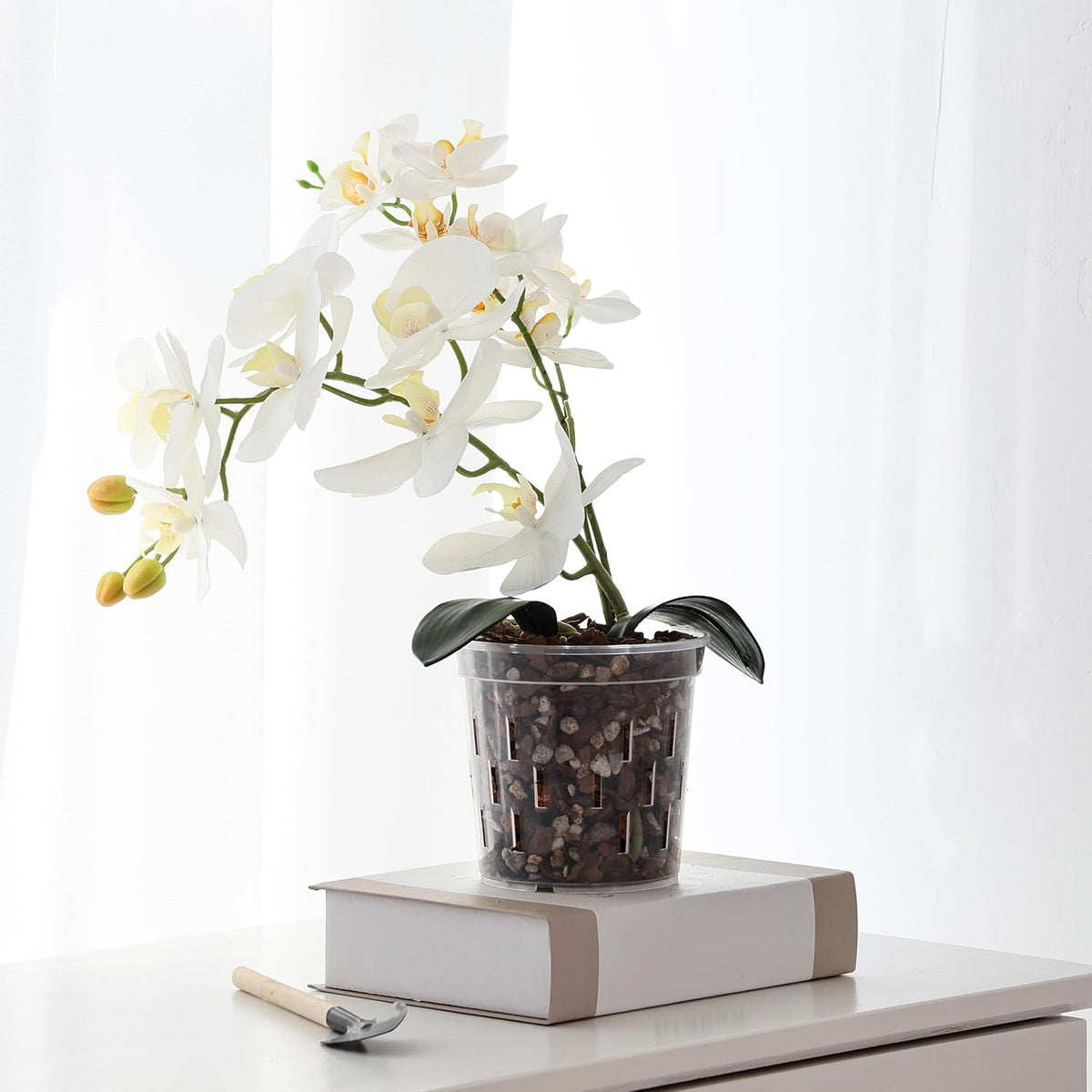 6 In Orchid Pot – 4 Pack