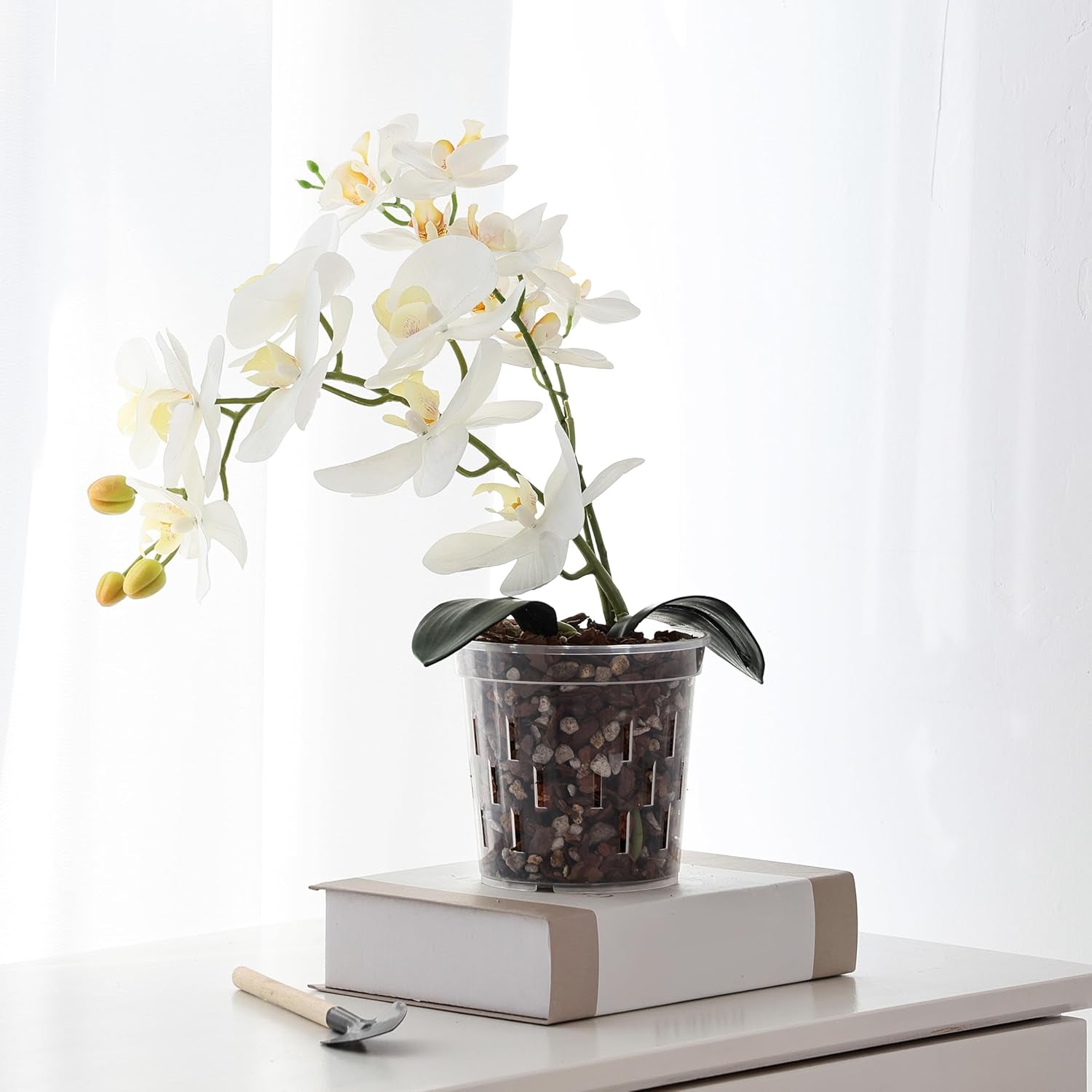 6 In Orchid Pot – 4 Pack