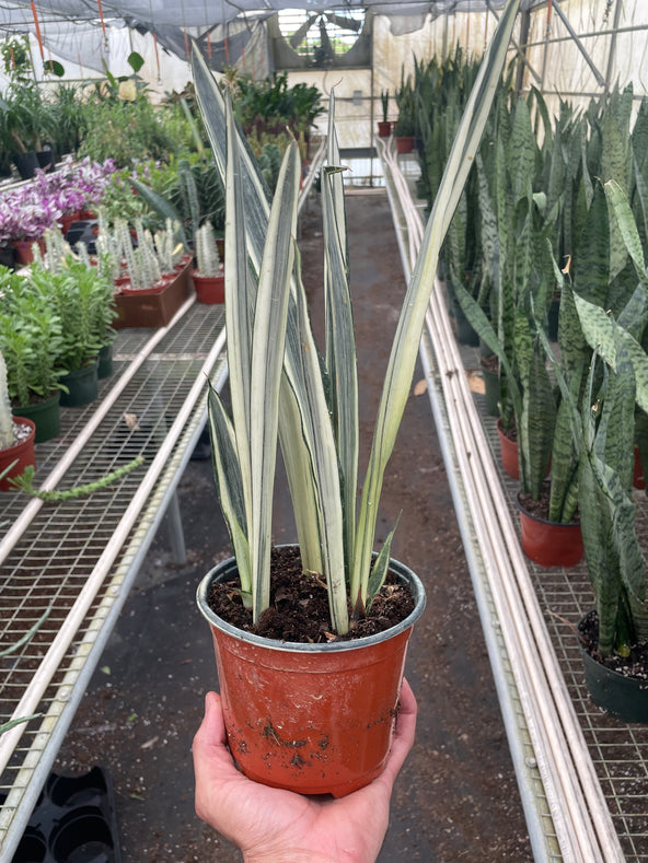 Bantel's Sensation Snake Plant