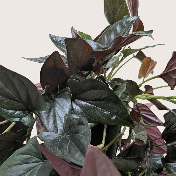 Syngonium Red Arrow