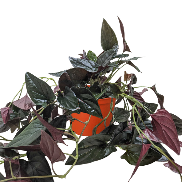 Syngonium Red Arrow