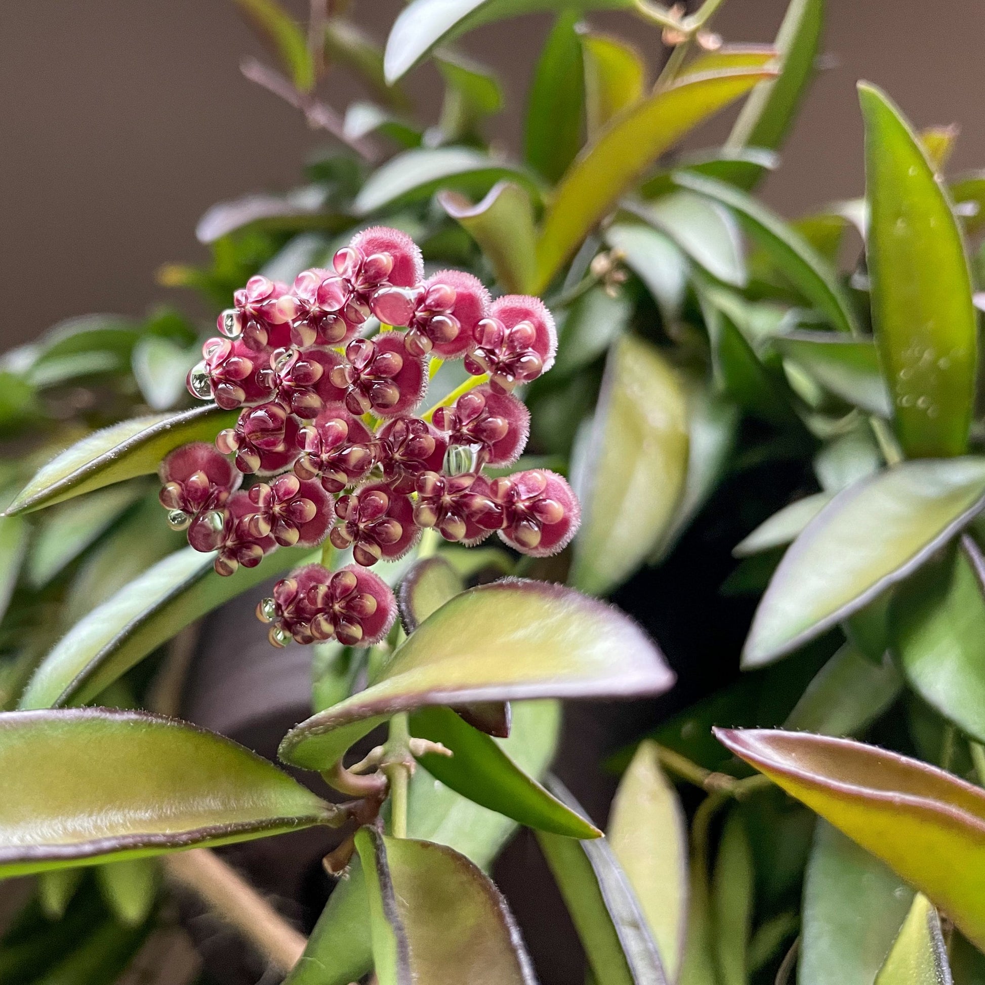 Hoya Wayetii Variegated