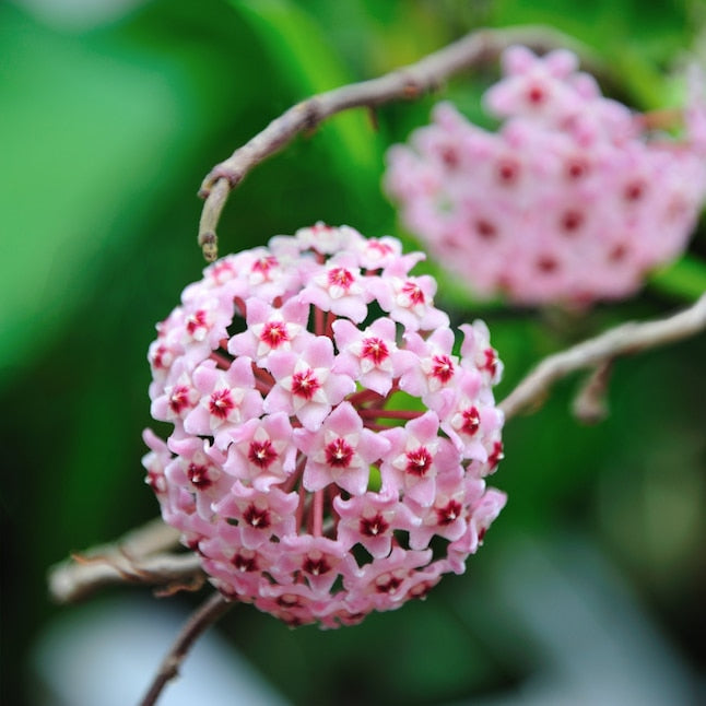 Krimson Queen Hoya