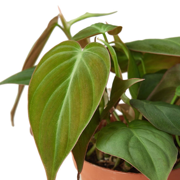 Philodendron Micans