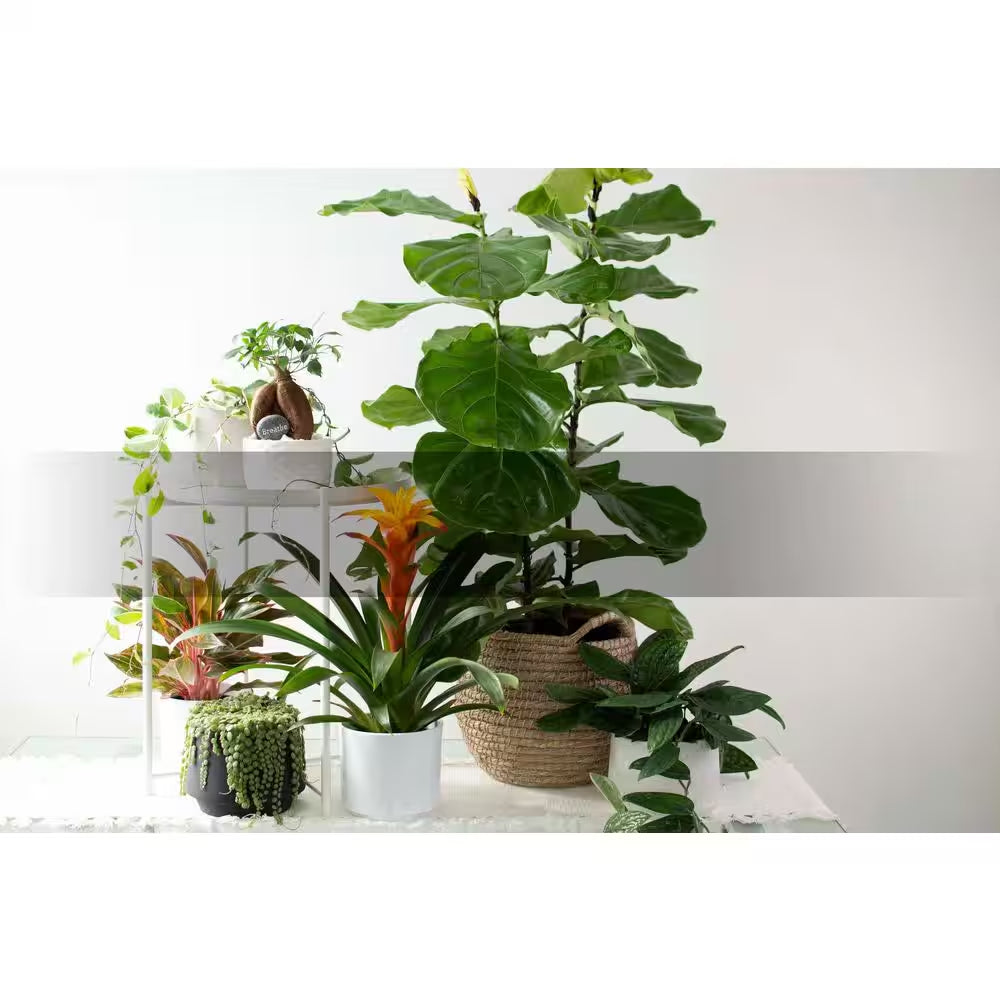Monstera Thai Constellation - 6 in
