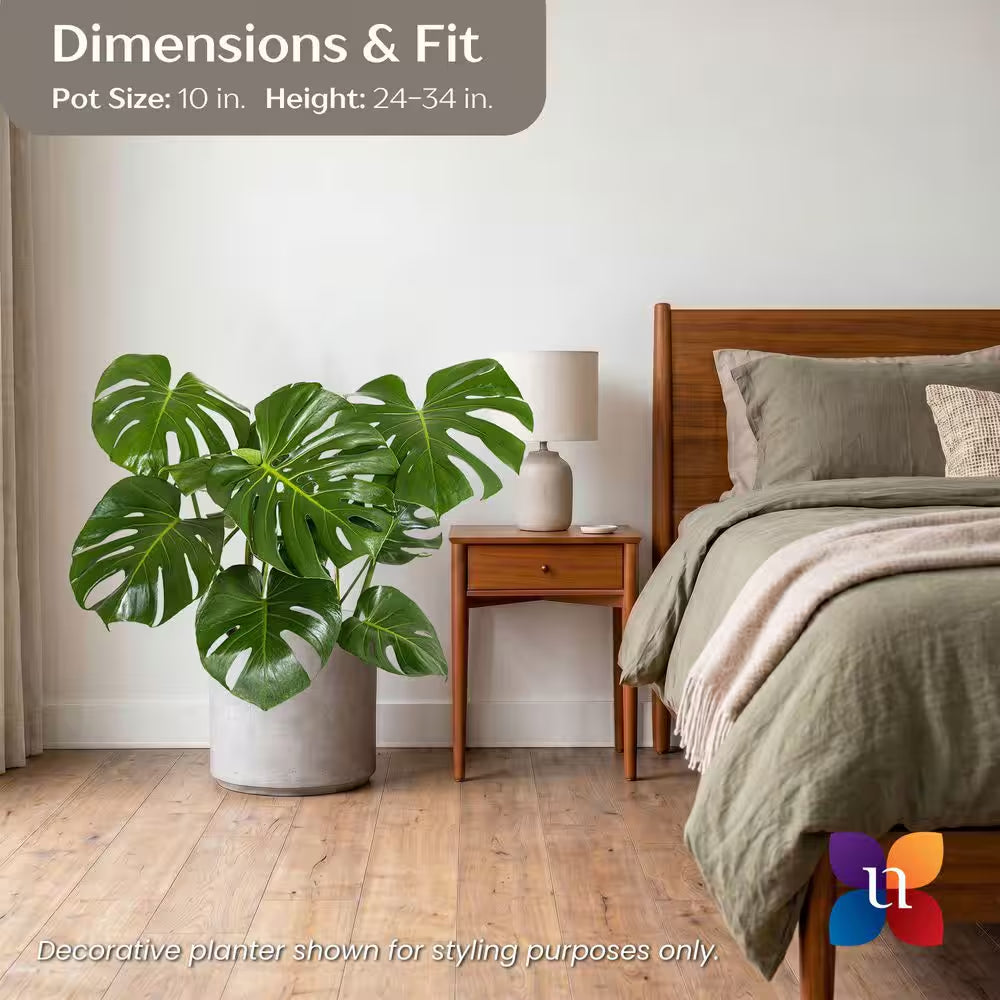 Monstera Deliciosa - 10 in