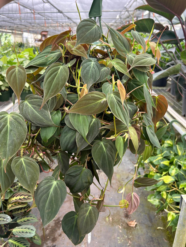 Philodendron Micans