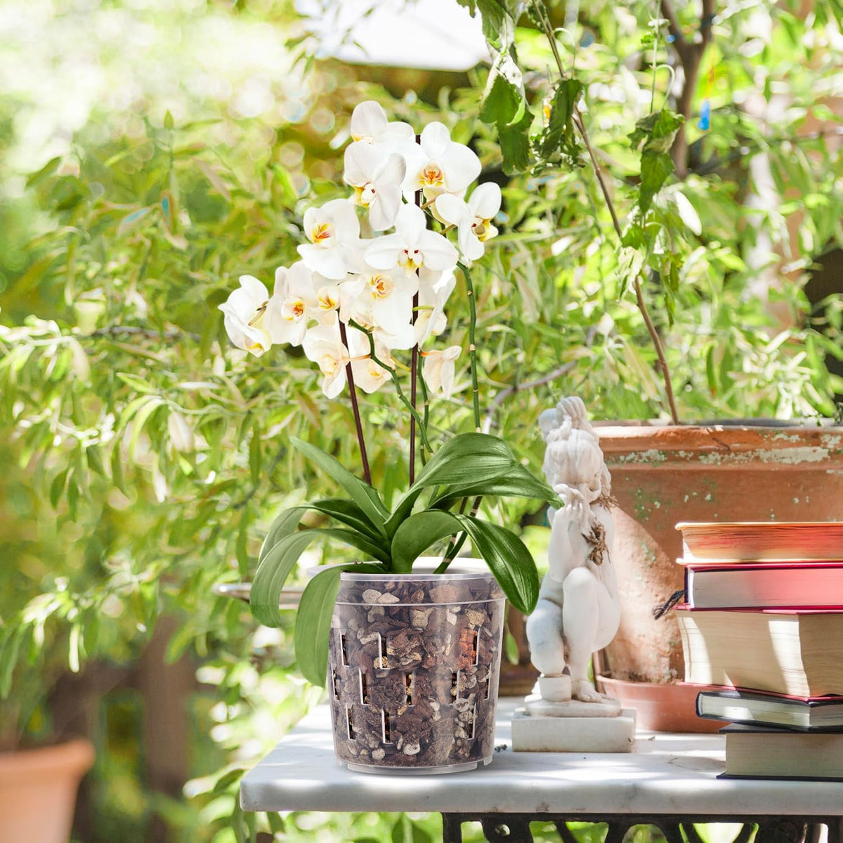 6 In Orchid Pot – 4 Pack