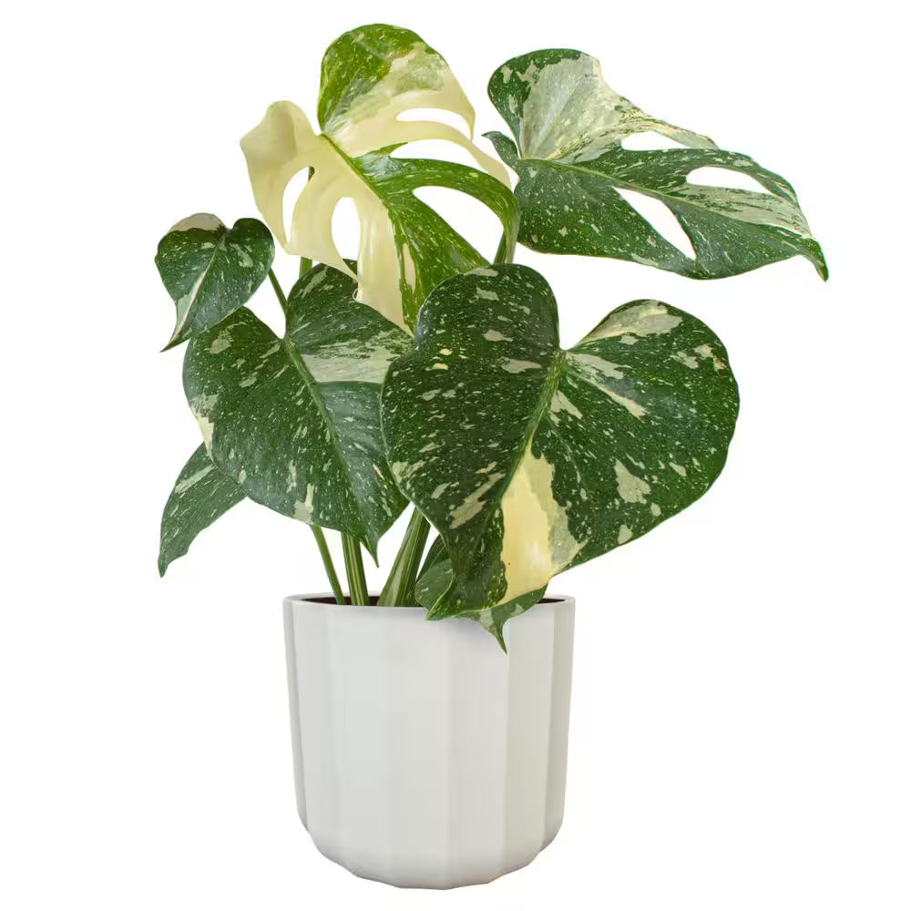 Monstera Thai Constellation - 6 in
