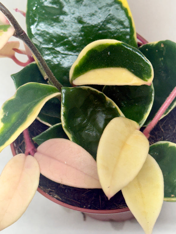 Krimson Queen Hoya