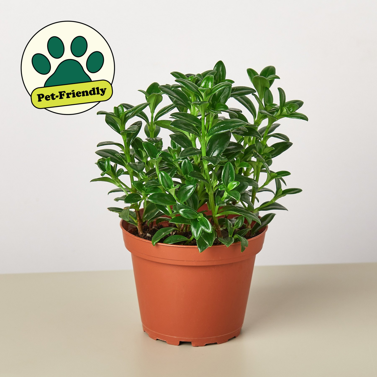 Nematanthus Candy Corn Plant