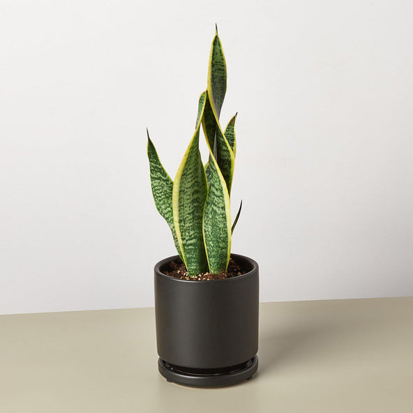 Laurentii Snake Plant