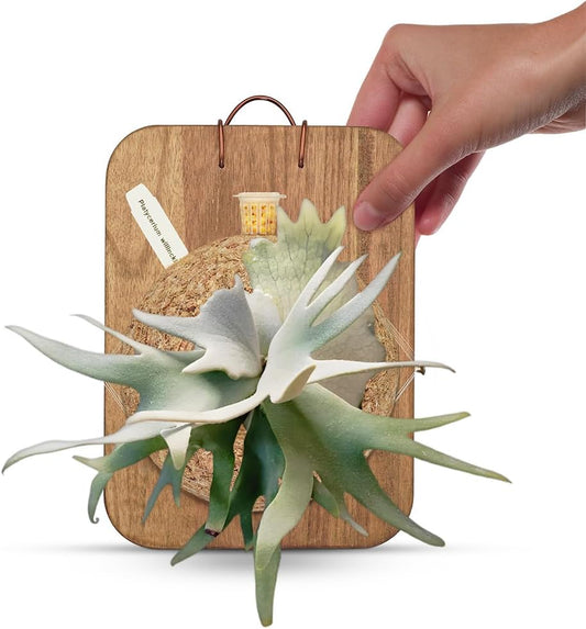 Wall Planter & Mounting Board Kit - 9.5 In 