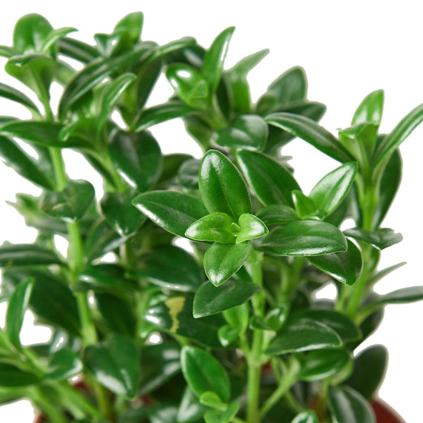 Nematanthus Candy Corn Plant